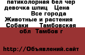 патиколорная бел/чер девочка шпиц › Цена ­ 15 000 - Все города Животные и растения » Собаки   . Тамбовская обл.,Тамбов г.